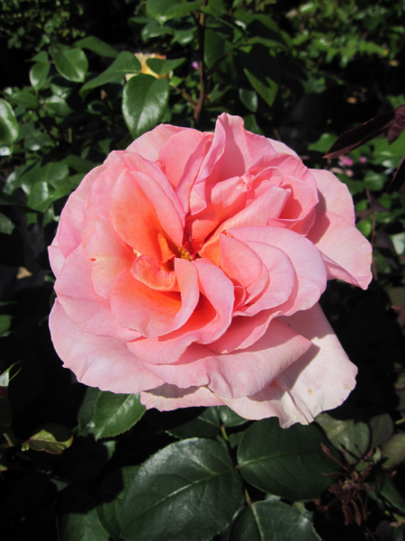 Edelrose Exotic2